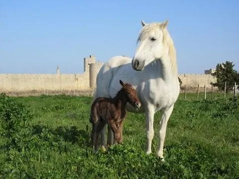 En Camargue Apartament *