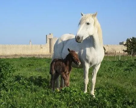 En Camargue Apartament *
